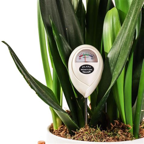 Using Plant Moisture Meter 的图像结果