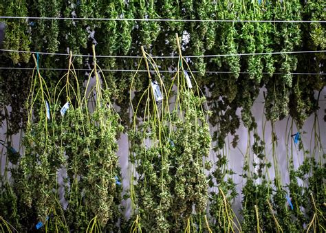 Image result for Marijuana Drying Methods