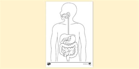 Human Digestive System Cartoon Colouring Sheet | Twinkl