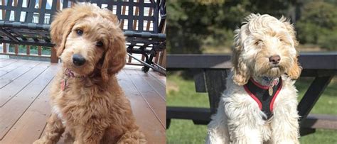 Image result for Cockapoo vs Goldendoodle