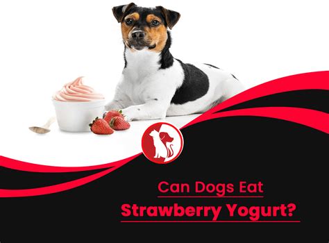 Can Dogs Have Yogurt