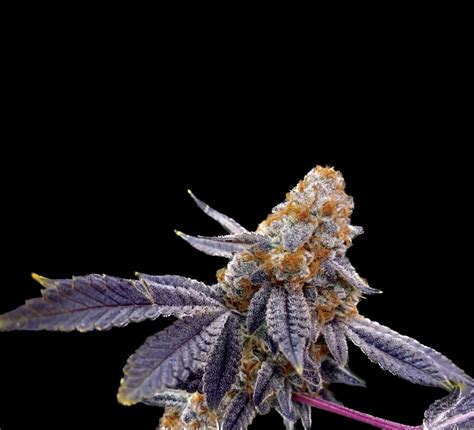 Amendment 3 has passed! Congratulations! Here is your reward: coming to ...