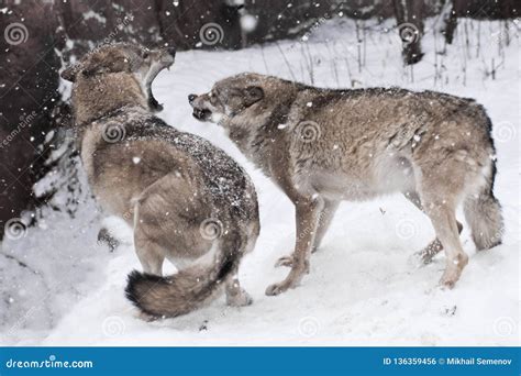 Angry Fight of the Wolves, Grinning Teeth, Quick Movements Anger and Rage. Winter, it is Snowing ...