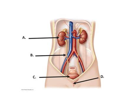 SOLUTION: Urinary system labeling assignment - Studypool