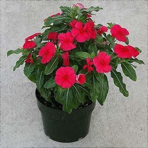 ReliaShield Sadabahar Plant Price in India - Buy ReliaShield Sadabahar ...