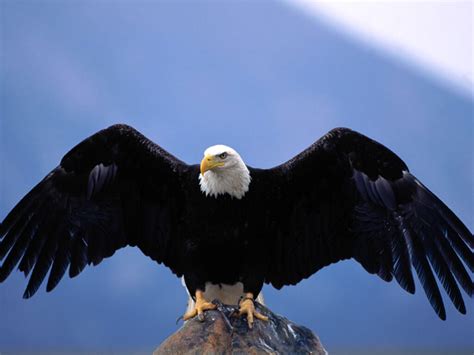 Amazing facts about eagles | OneKind