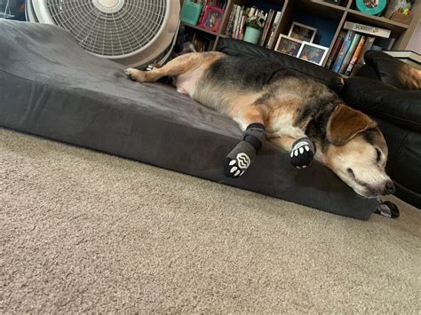 Our 13.5 year old man Mowgli just tweaked a leg slipping on his ...