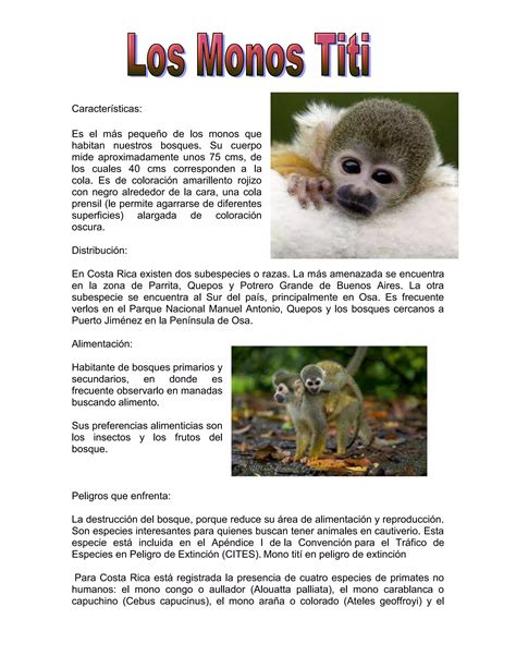 Monos titi | PDF