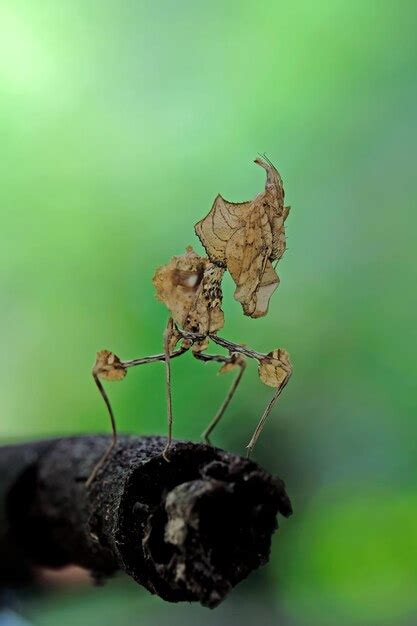 Image result for Praying Mantis