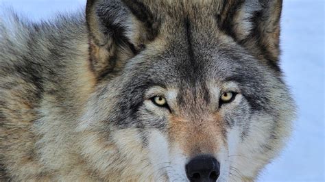 Download wallpaper eyes, face, grey, predator, Wolf, section dog in ...