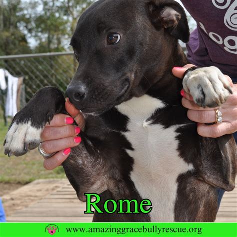 Rome's Web Page