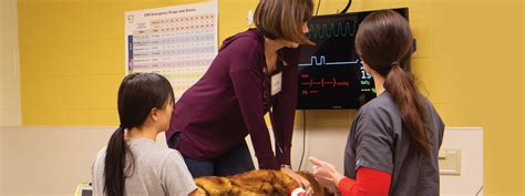 Image result for Veterinary Simulation Surgery