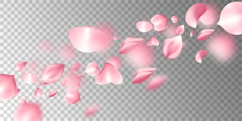 Sakura flying petals on transparent background | Free Vector
