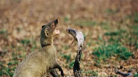 Snake Vs Mongoose: সাপের বিষাক্ত চুমুর পরও বেঁচে যায় বেজি! এটা কি মিথ ...