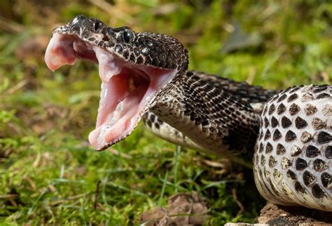 The Venomous Snakes of Tennessee