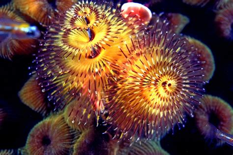 Christmas Tree Worm Facts
