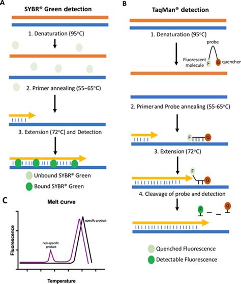 Image result for Reverse Transcriptase PCR Steps