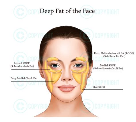 Deep Fat Pads the Face | Botox & Filler Injector | Anatomy | Art | Esthetician | Aesthetics ...