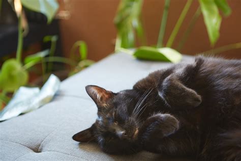 #Infographic: The Healing Power of Cat Purrs - Katzenworld