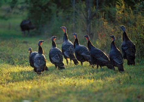 Maynard Life Outdoors and Hidden History of Maynard: Wild turkeys in ...