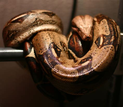 Definitive Guide To Red-tailed Boa Facts, Habitat, Conservation Status ...