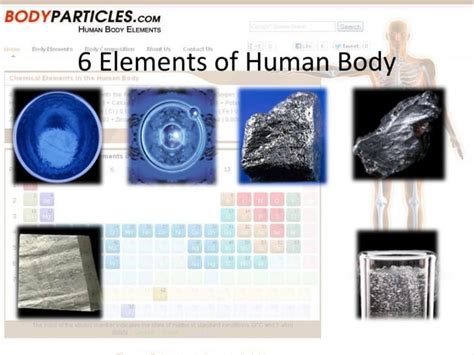 Image result for Human Body Elements