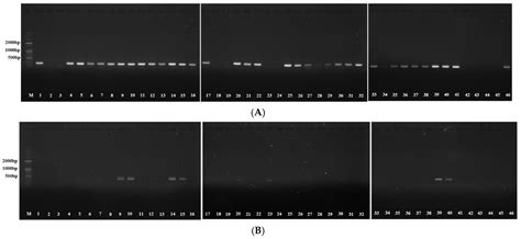 Distribution and Clinical Impact of Helicobacter pylori Virulence ...