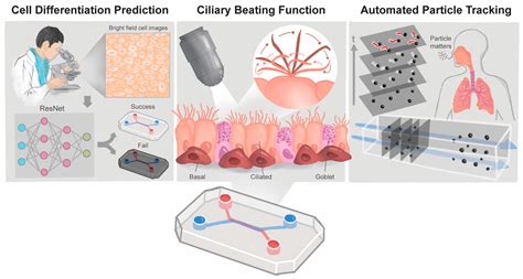 Revolutionizing Epithelial Differentiability Analysis in Small Airway ...