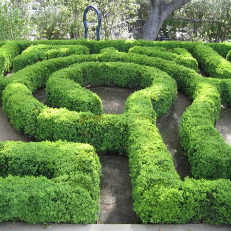 Simple Hedge Maze