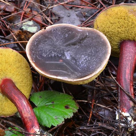 Xerocomellus atropurpureus | ShroomID