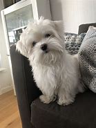 Image result for Super Cute Puppies Adorable