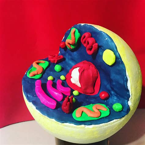 Image result for Styrofoam 3D Cell Model