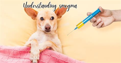 Smegma in dogs: a complete guide - The Happy Puppers