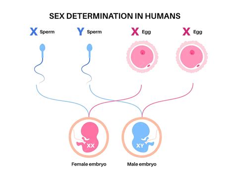 Characteristics Of X And Y Sperm