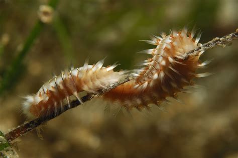 Bristle Worms in Aquariums: Benefits & Removal