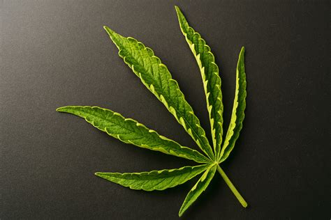 Cannabis Light Stress: Signs and Symptoms [Updated 2025] | SunMed Growers