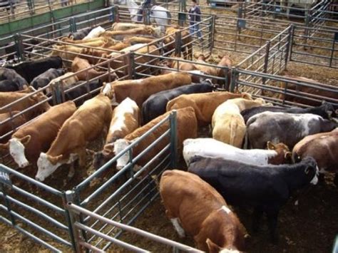 THE 10 BEST Places to Visit in Ponoka (2025) - Must-See Attractions