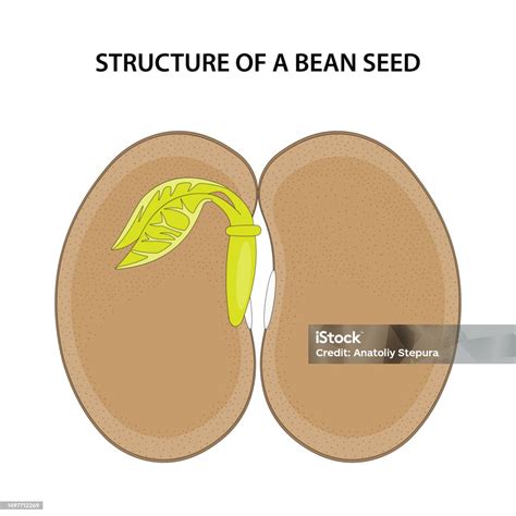Structure Of A Bean Seed Diagram Unlabelled Stock Illustration ...