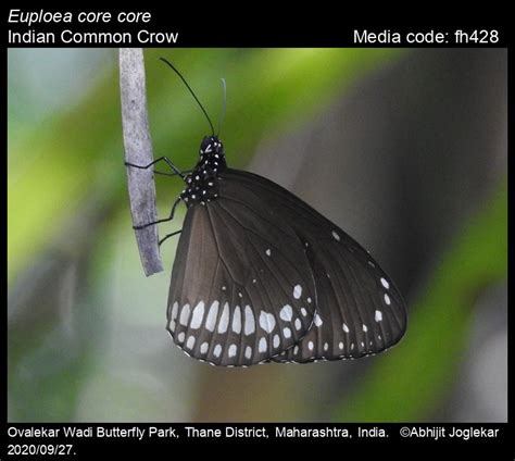Euploea core | Butterfly