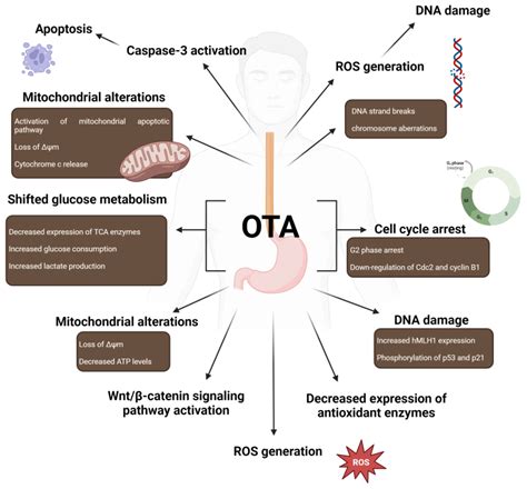 Symptoms Of Ochratoxin A