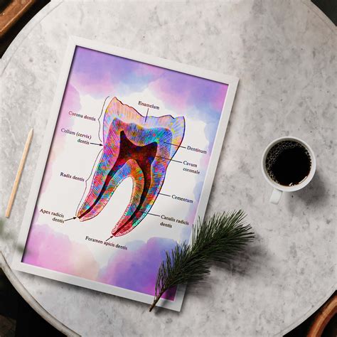 Tooth Anatomy Watercolor - Framed Art Poster For Dental Clinics – The Manan