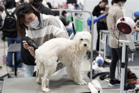 第22屆亞洲寵物展在上海舉行-新華網