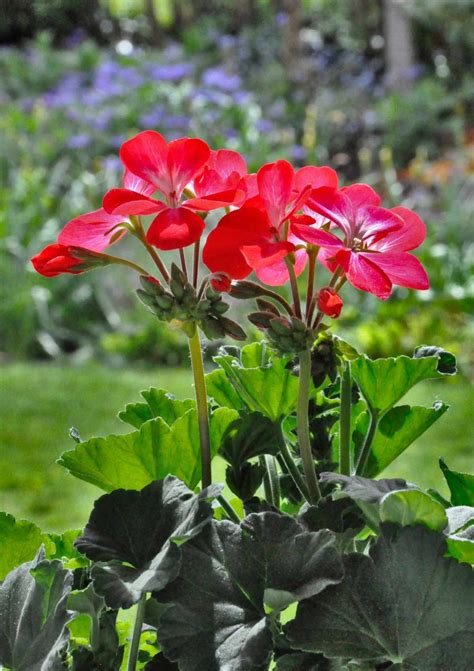 Geranium Planting And Care