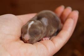 Image result for Chocolate Holland Lop