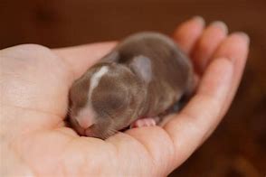 Image result for Newborn Holland Lop