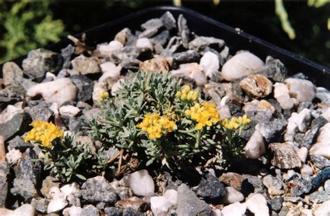 Alyssum propinquum Baumg. | Plants of the World Online | Kew Science