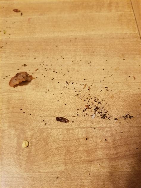 Are these black specs cockroach eggs or poop? On the edges of my ...