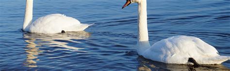 Download wallpaper white, bird, water, two, swad, section animals in ...