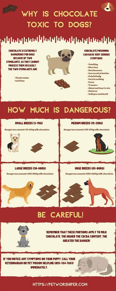 Dog Ate Dark Chocolate