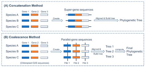 Reassessment of Annamocarya sinesis (Carya sinensis) Taxonomy through ...